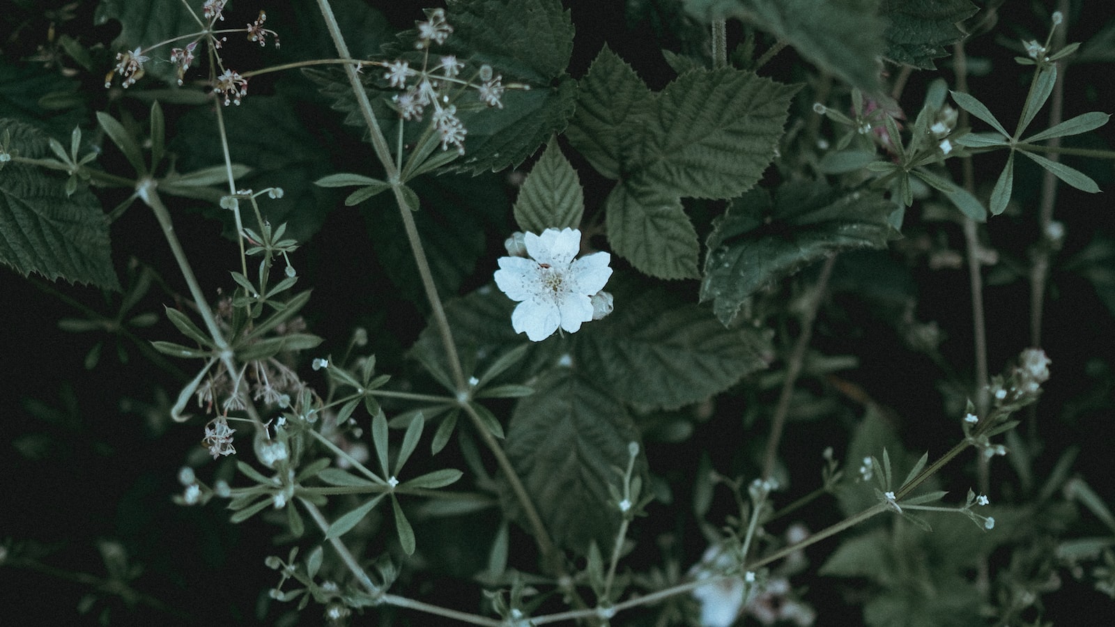 3. Strategic Wildflower Planting: How to Optimize Success for Fall Seeding