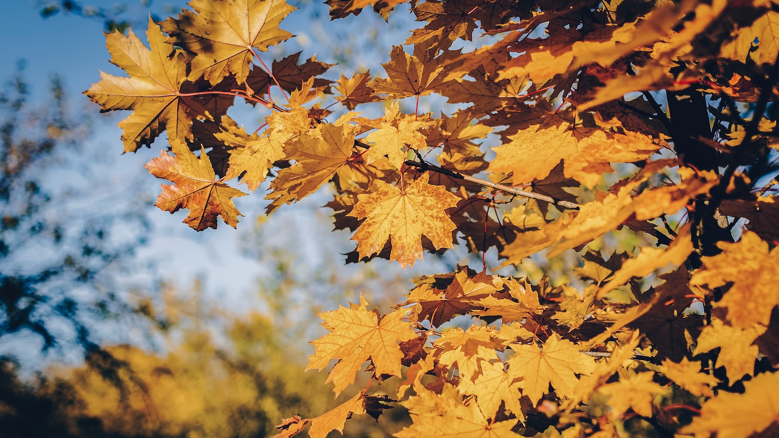 Overview of Maple Tree Transplanting Seasons