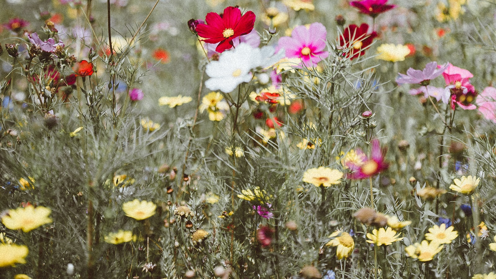 Exploring the Range: Types of Flowers Available at Dollar General