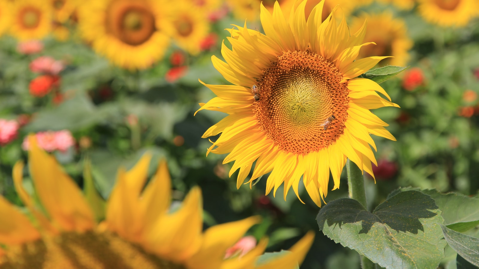 Ensuring a Smooth Transition: Preparing Sunflower Seedlings for the Great Outdoors