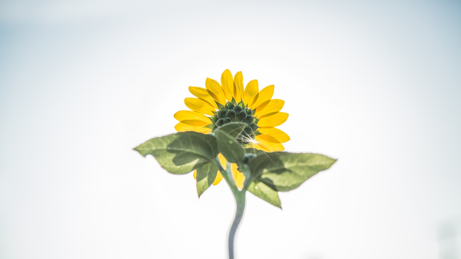 Sunflower Seedlings: Understanding the Causes Behind Yellowing