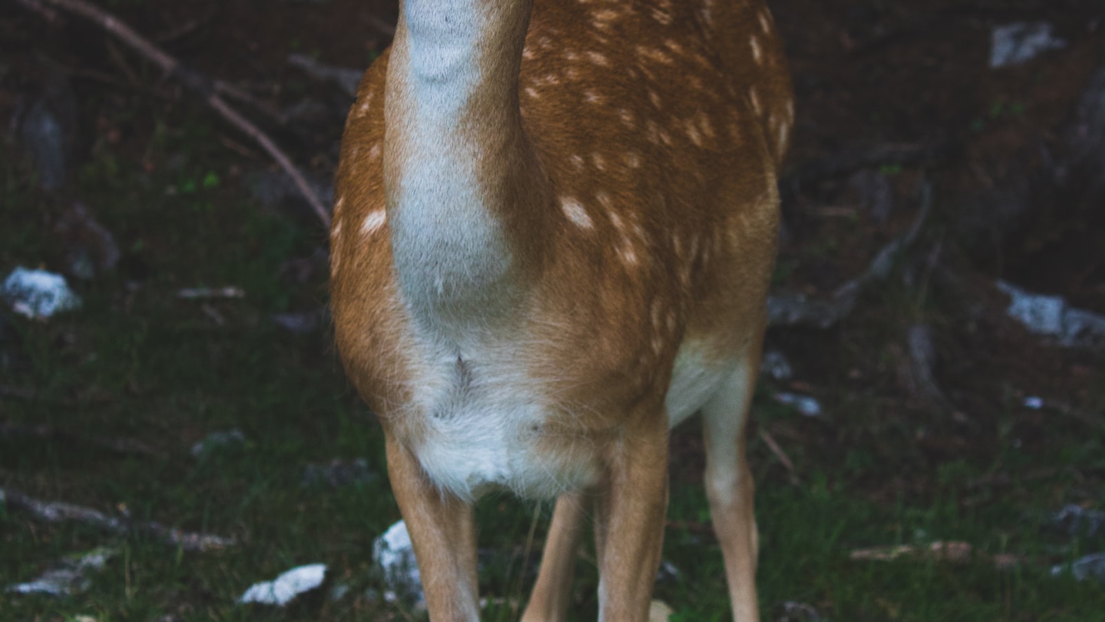 Creating a Deer-Friendly Garden: Coexisting with Wildlife while Preserving Your Pomegranate Trees