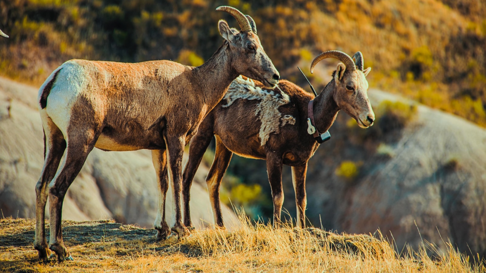 Goats and Potato Plants: Exploring the Relationship