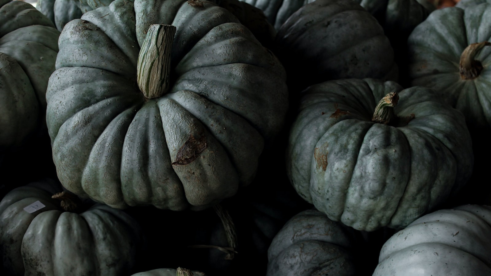 Identifying Squash Plants: Key Characteristics to Look for