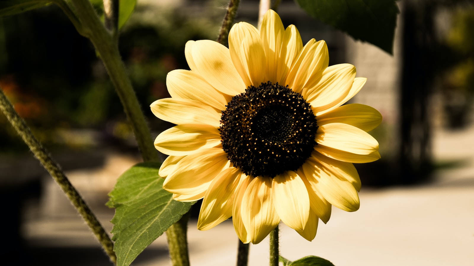 1. Maximizing Sunflower Bloom: The Art of Deadheading Potted Sunflowers