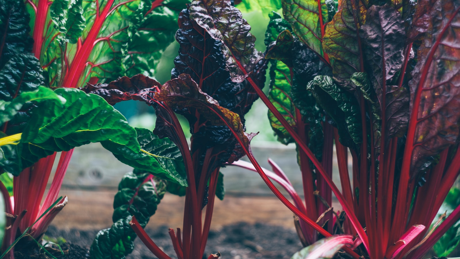 Creating a Harmonious Bed: Tips for Successfully Cultivating Rhubarb and Asparagus Side by Side