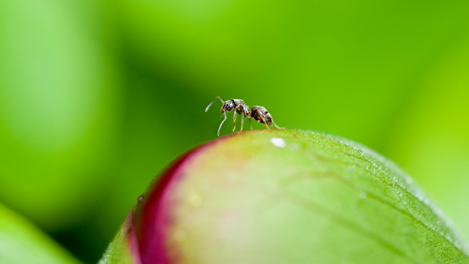 Understanding the Benefits and Detriments of Ants on Tomato Plant Health