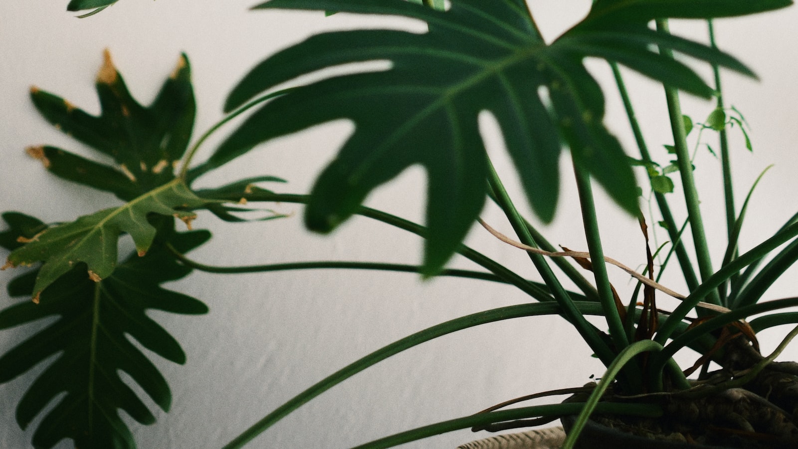 Shaking Things Up: Safely Removing Plants from Ceramic Pots