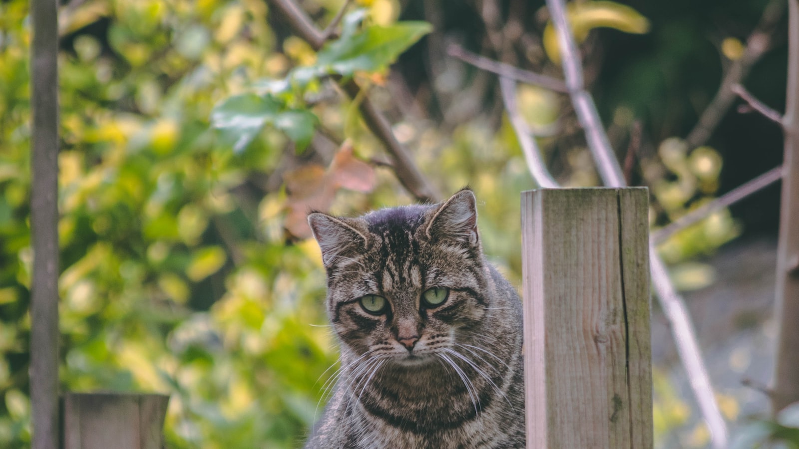 Recommendations to Ensure Your Cat's Safety in Relation to Arrowhead Plant