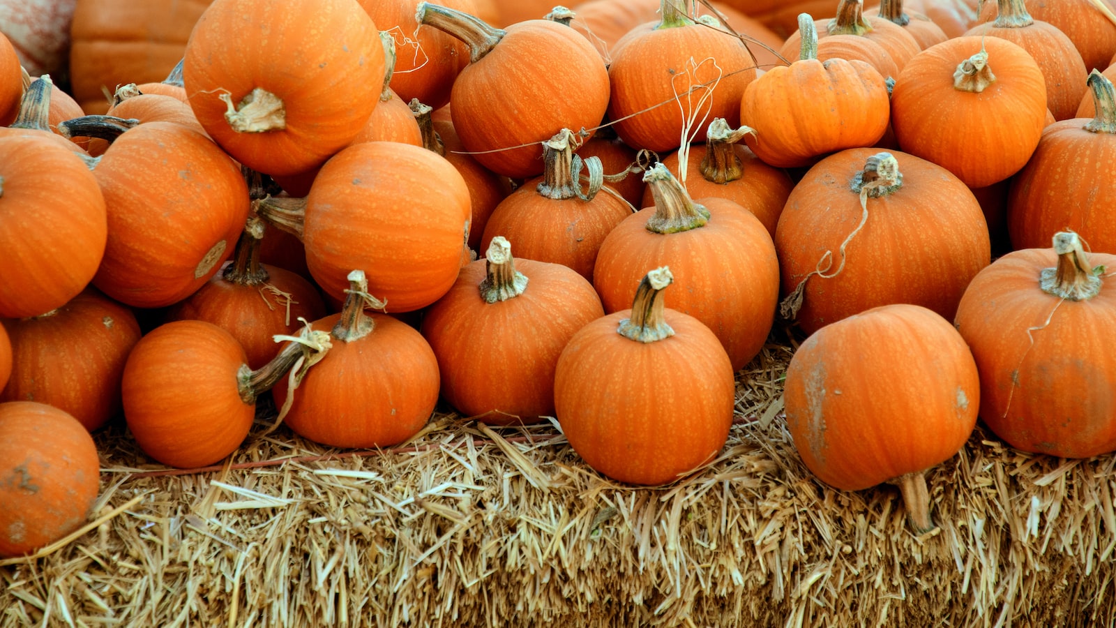 Recommended Pumpkin Varieties and Planting Techniques in Michigan