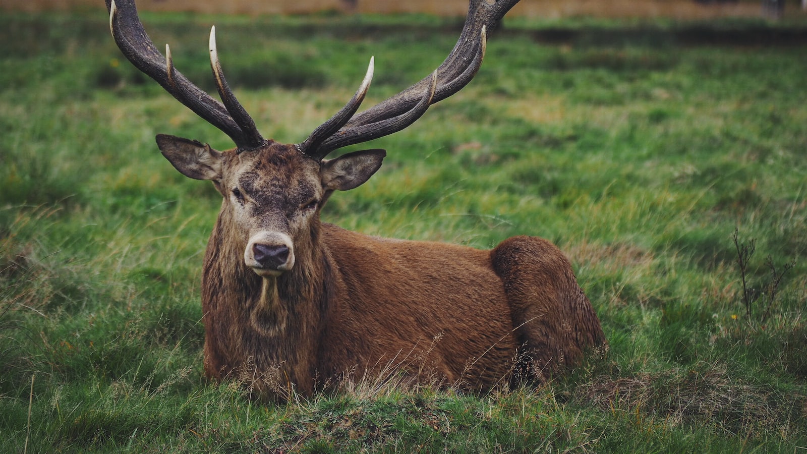 Deer Feeding Habits: Understanding the Potential Damage to Persimmon Trees