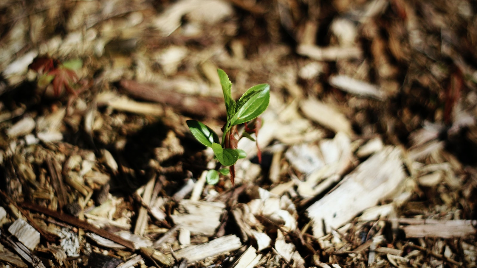 Mulch Mishaps: A Guide to Freeing Your Clothes from Nature's Stains