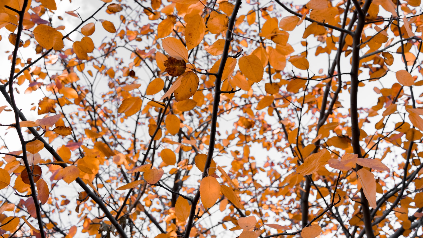 Recognizing the Warning Signs of a Dying Birch Tree