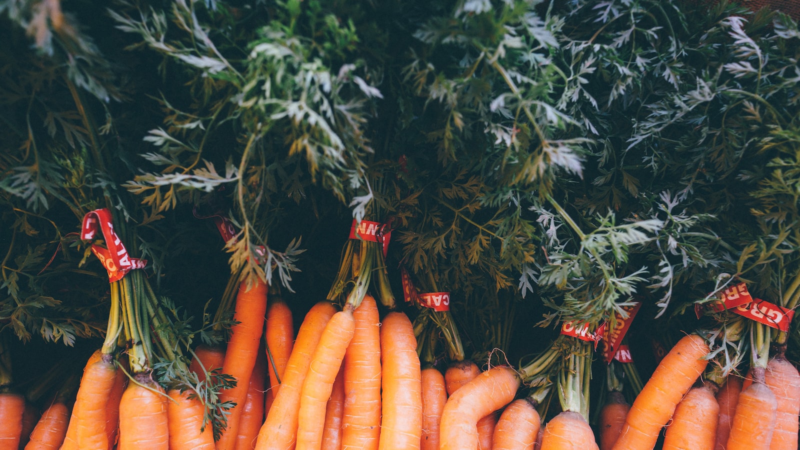 Best​ Practices ⁣for⁣ Successful Carrot‍ Planting in Connecticut