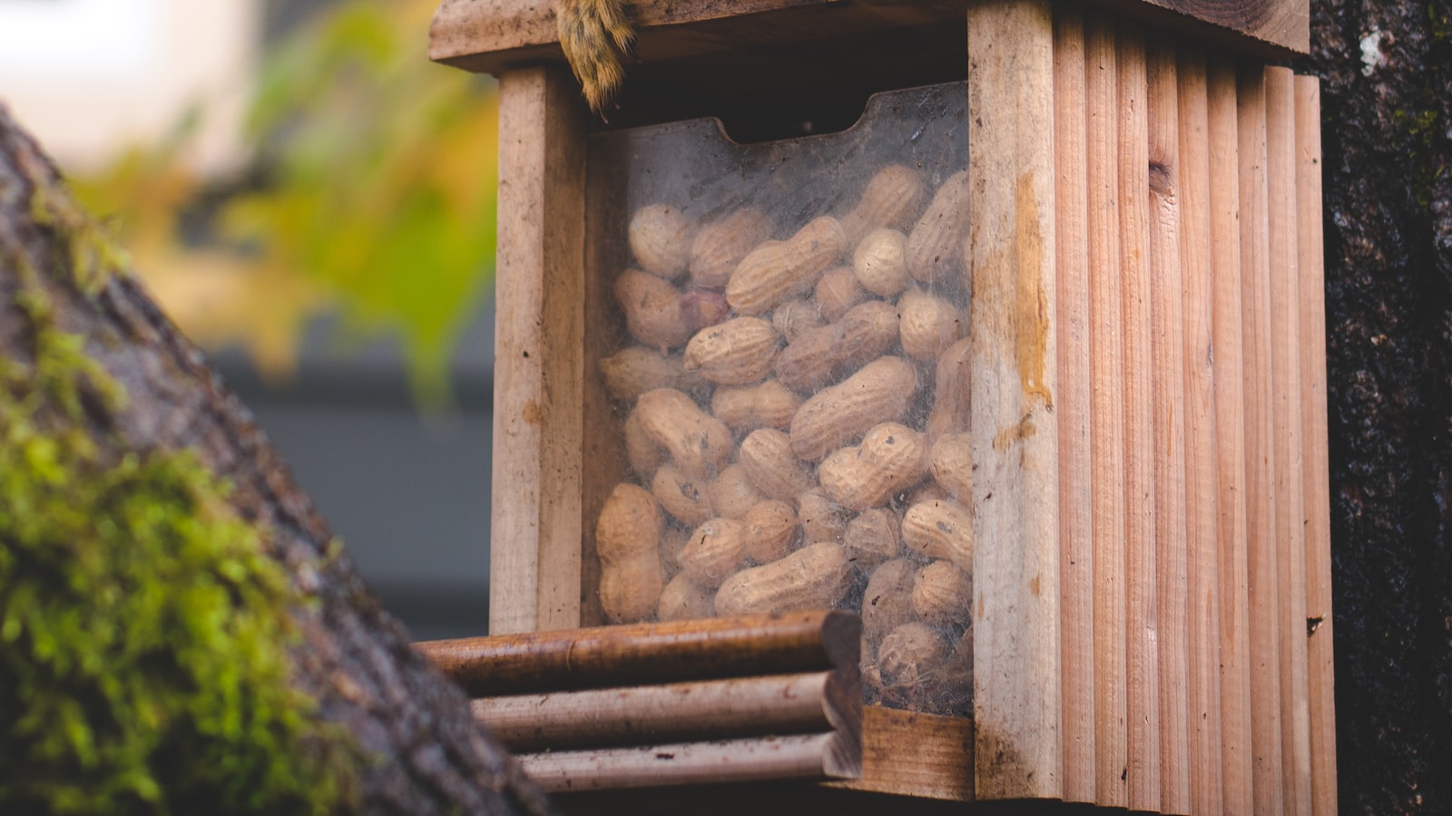 A Savory Delight or a Bitter Encounter: Examining Squirrels' Palatable Preferences