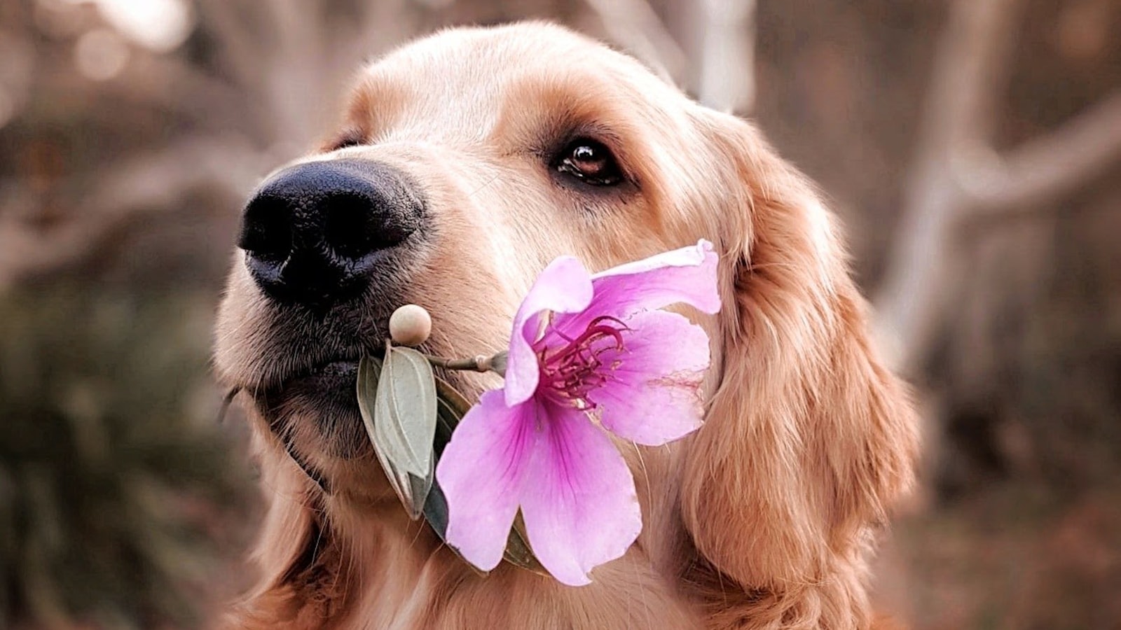 Keeping Your Dog Safe: Precautions and Alternatives to Pincushion Flowers