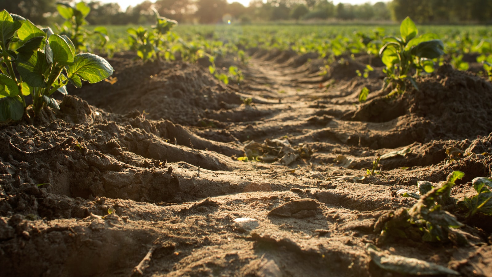 Preparing the soil for successful St. Augustine runner growth