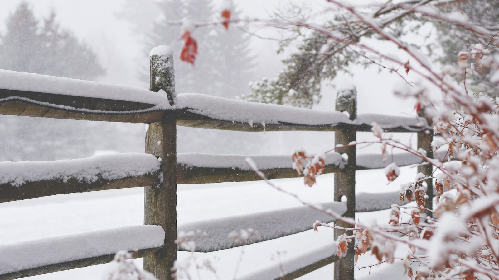 Maximizing Winter Survival: ⁢Effective Strategies for Papaya Tree Care