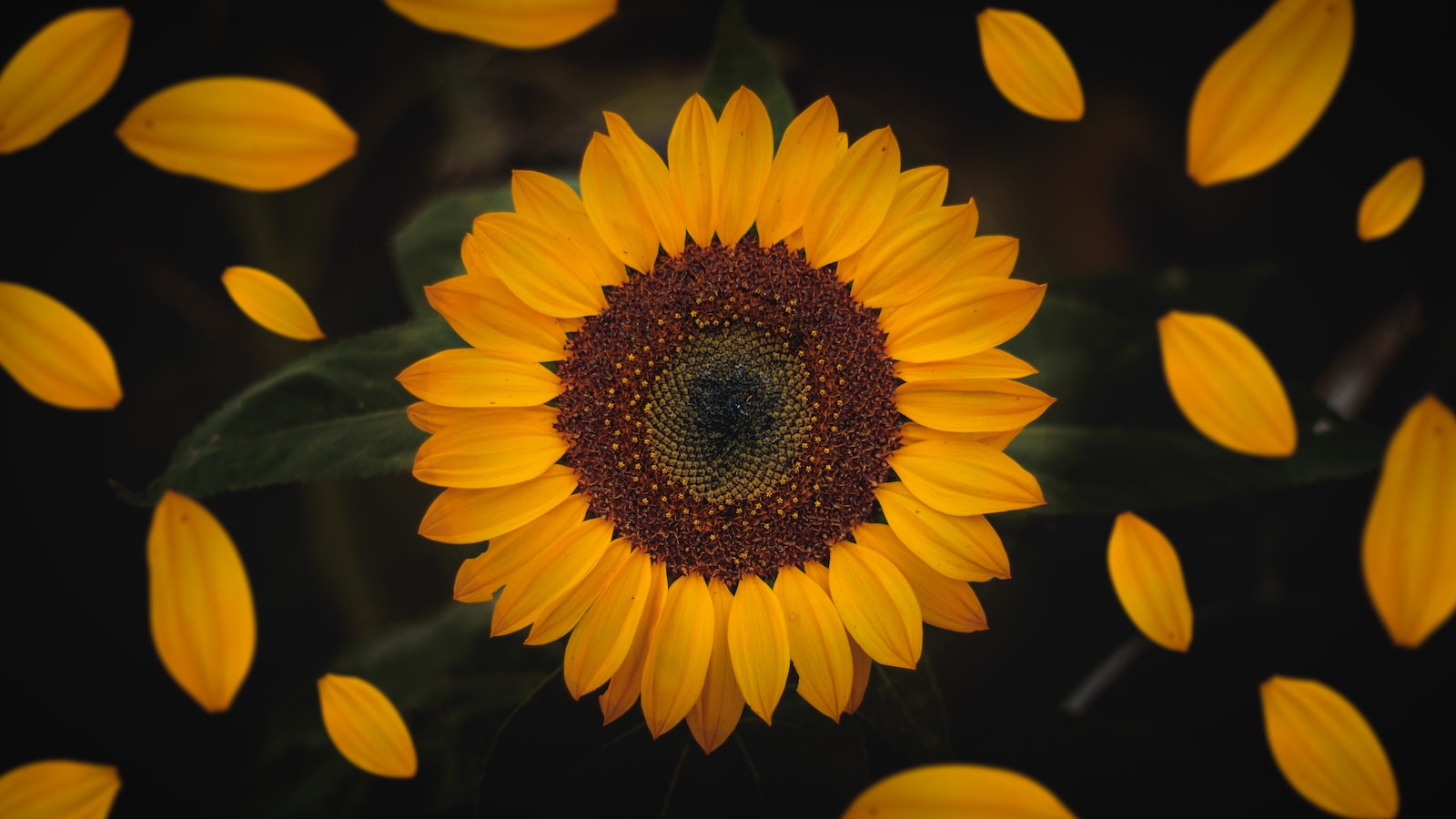 Sowing Sunflower Seeds: Key Strategies for Success