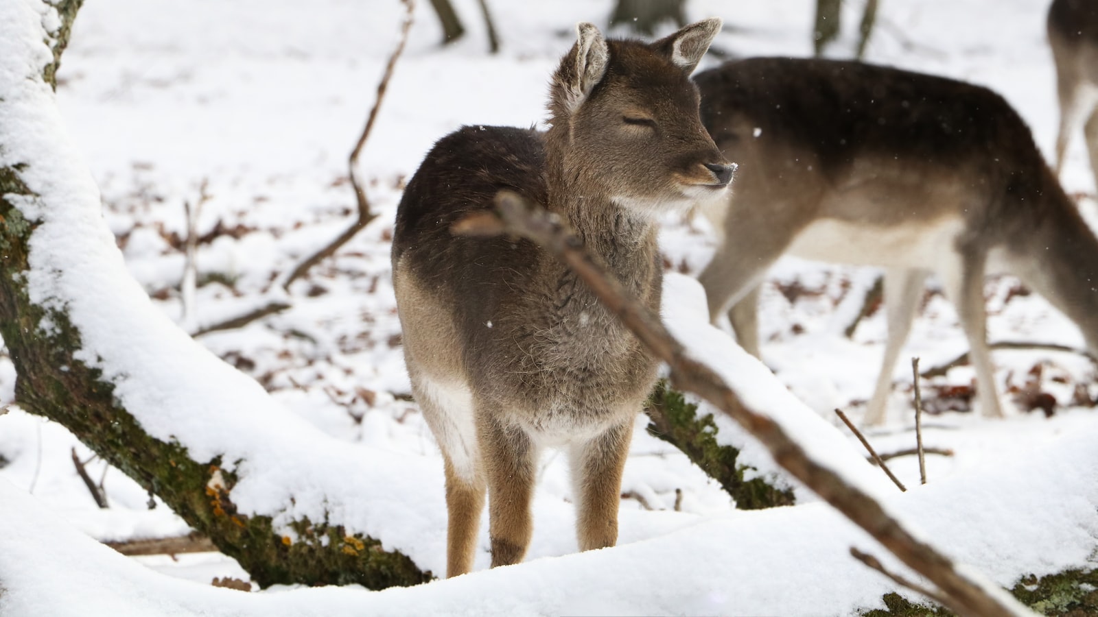 Considering Alternatives: Deer-Resistant Varieties for Watermelon Planting