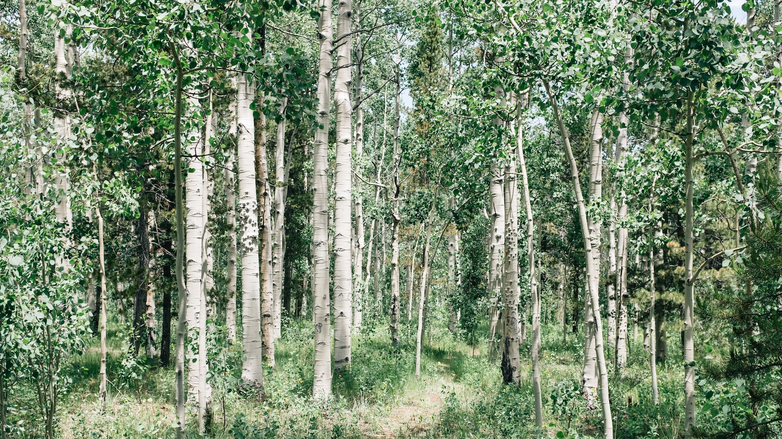 Understanding the Potential Causes and Factors Impacting Birch Tree Decline