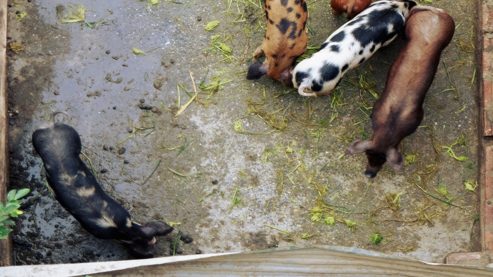 1. Guinea Pigs and Chickweed: Exploring the Nutritional Benefits and Potential Risks