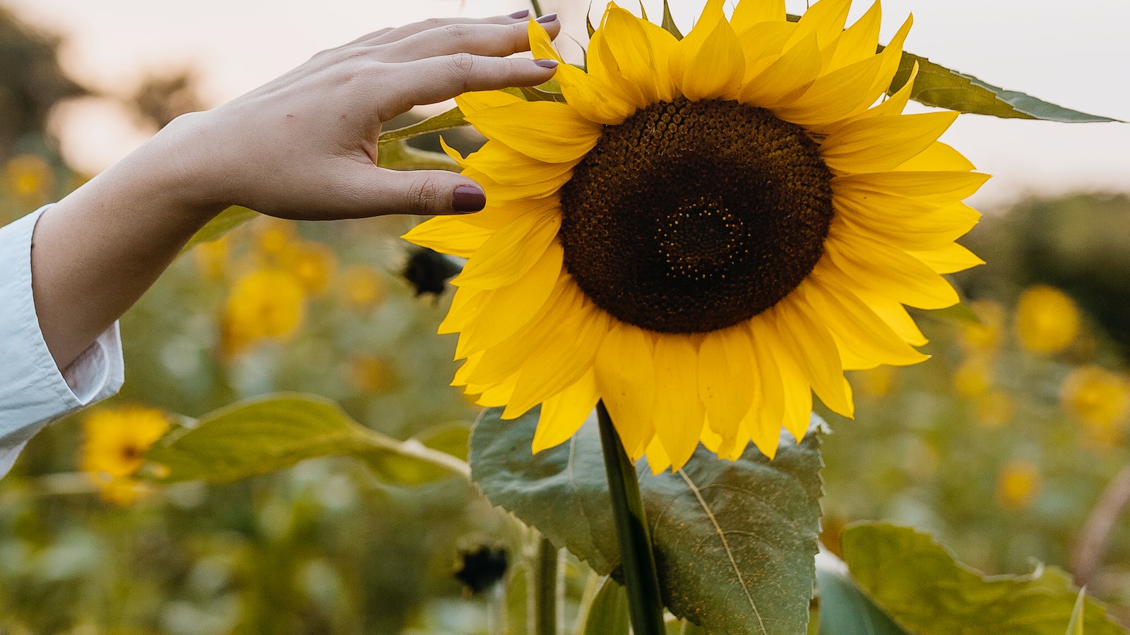 2. Nurturing Sunflower Blooms: Understanding the Critical Factors