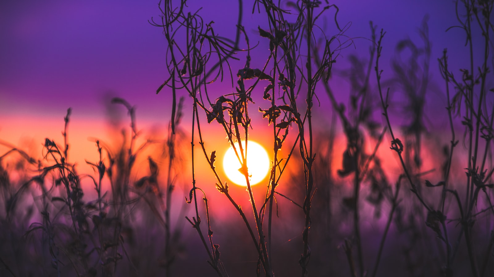 Promoting Healing: Techniques to Aid Plants' Recovery from Light Burn