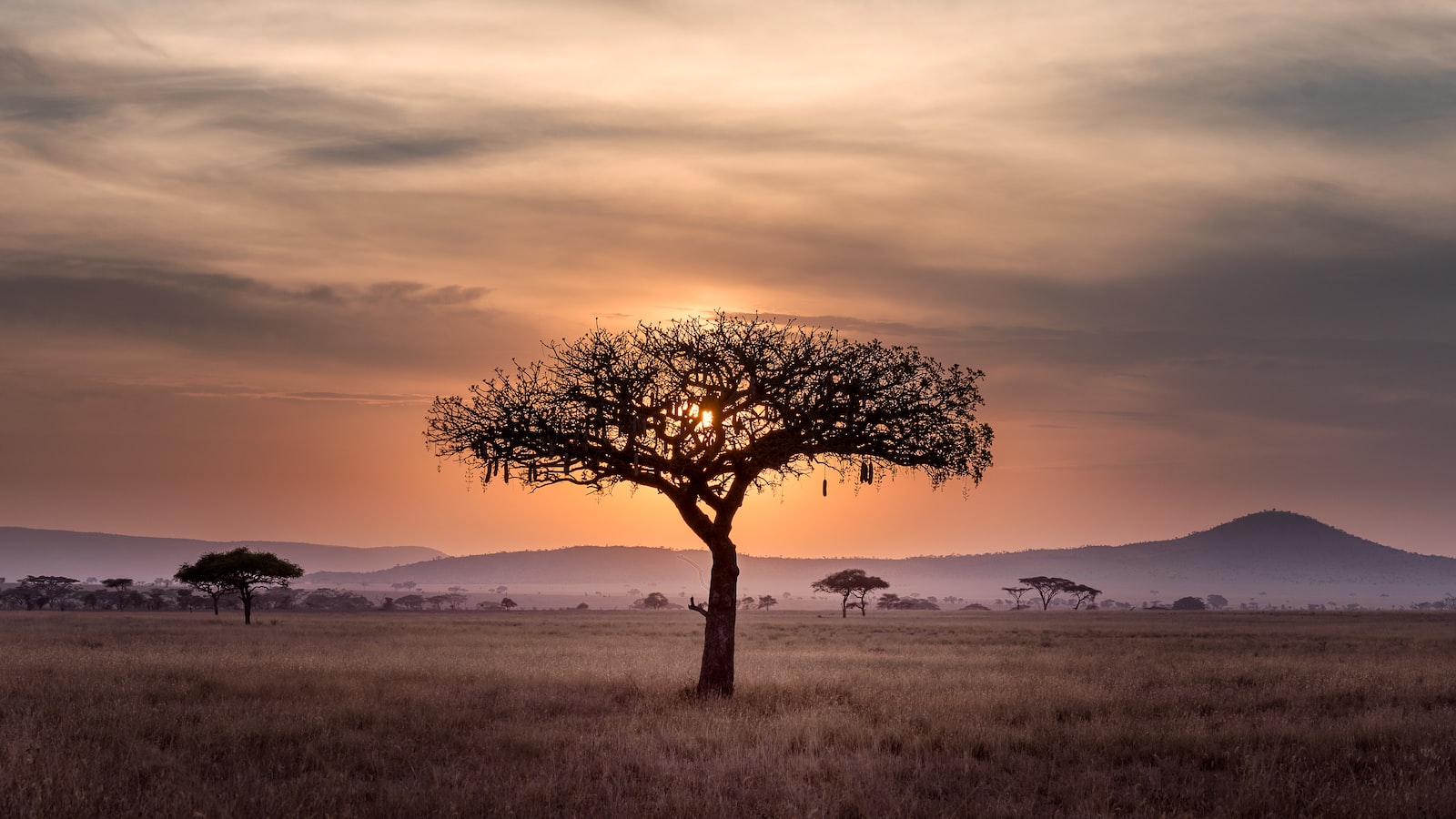 2. Examining the Tree: Key Factors to Determine if Your Fig Tree is Dead