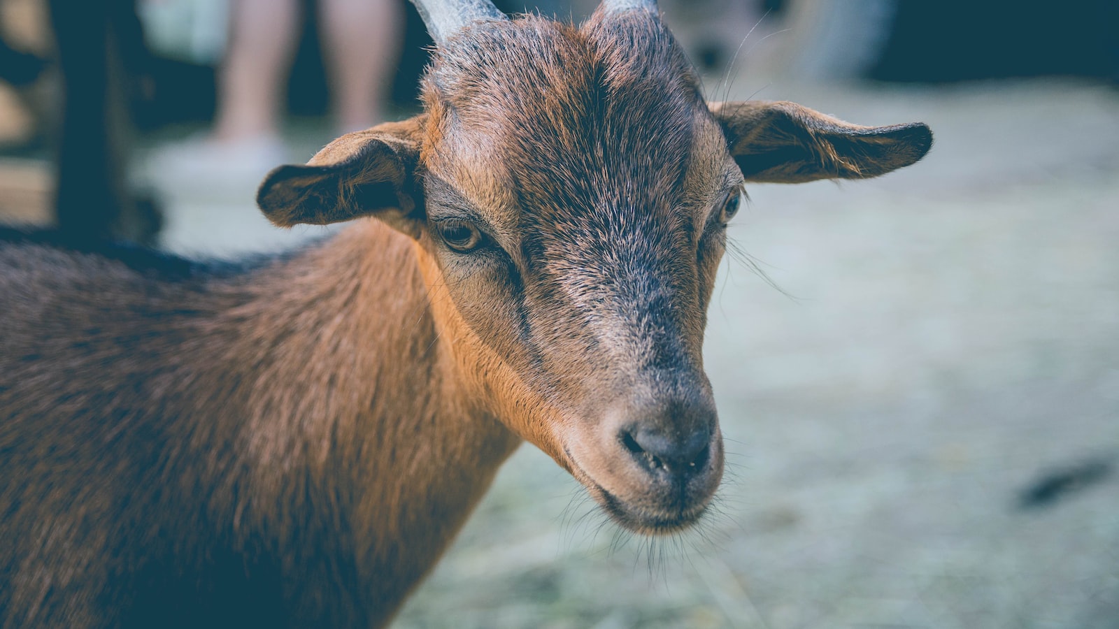 Exploring the Potential Benefits and Risks of Feeding Goats with Locust Trees