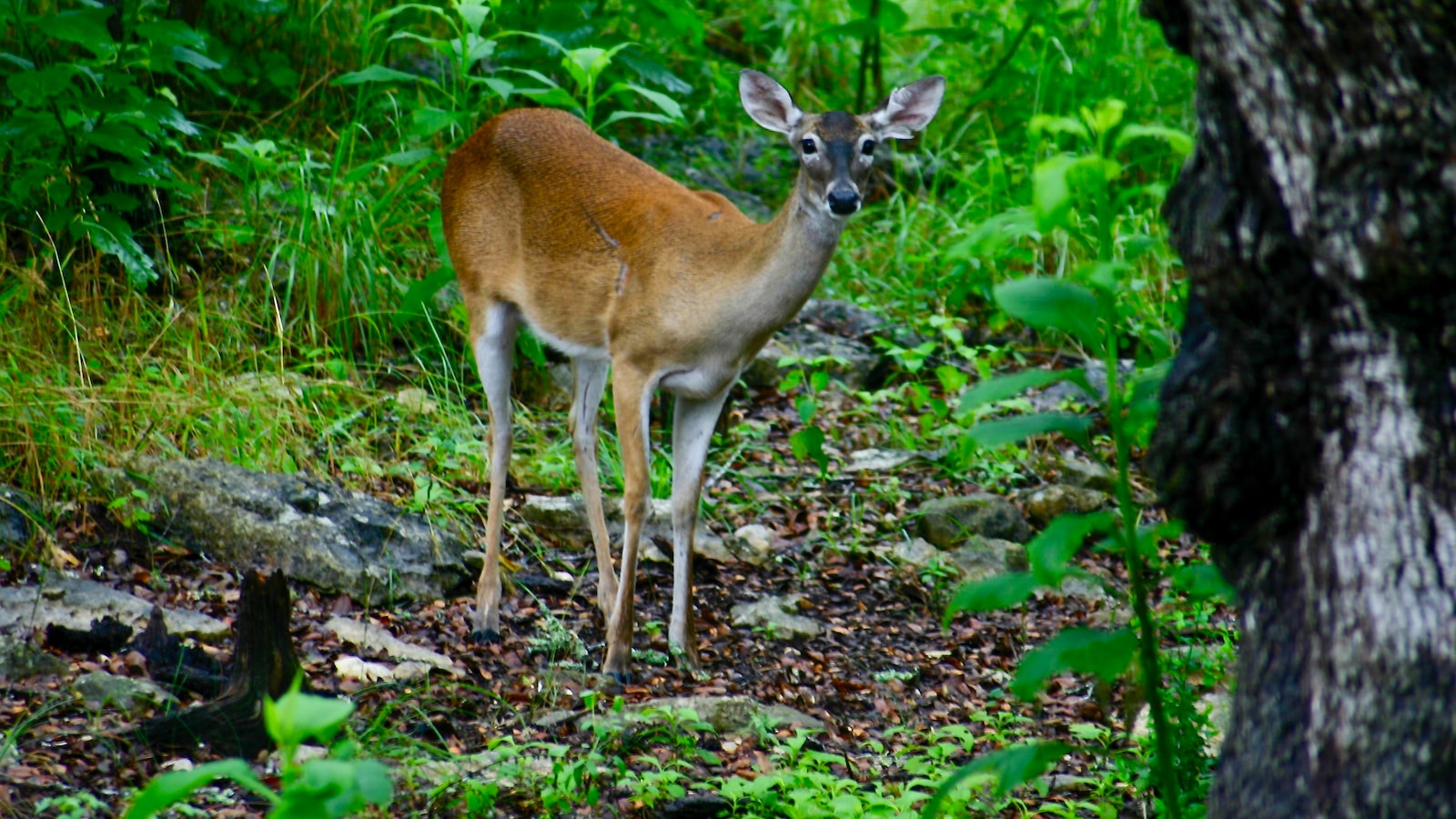 Do Deer Eat Hibiscus Plants UpGardening