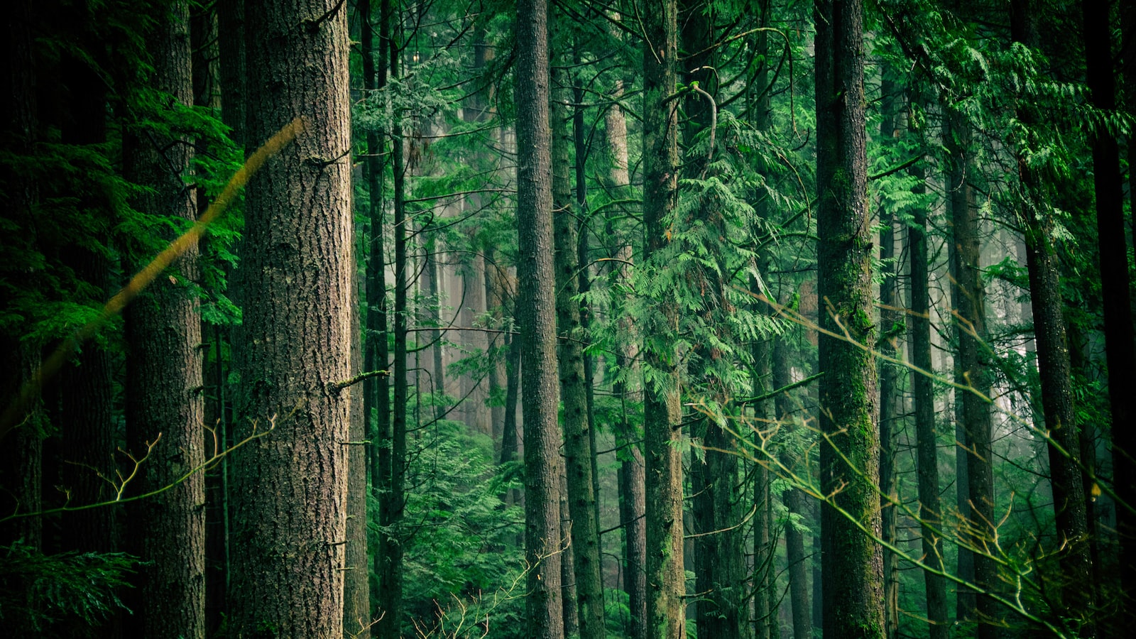 Unveiling Key Techniques to Prevent Tree Uprooting