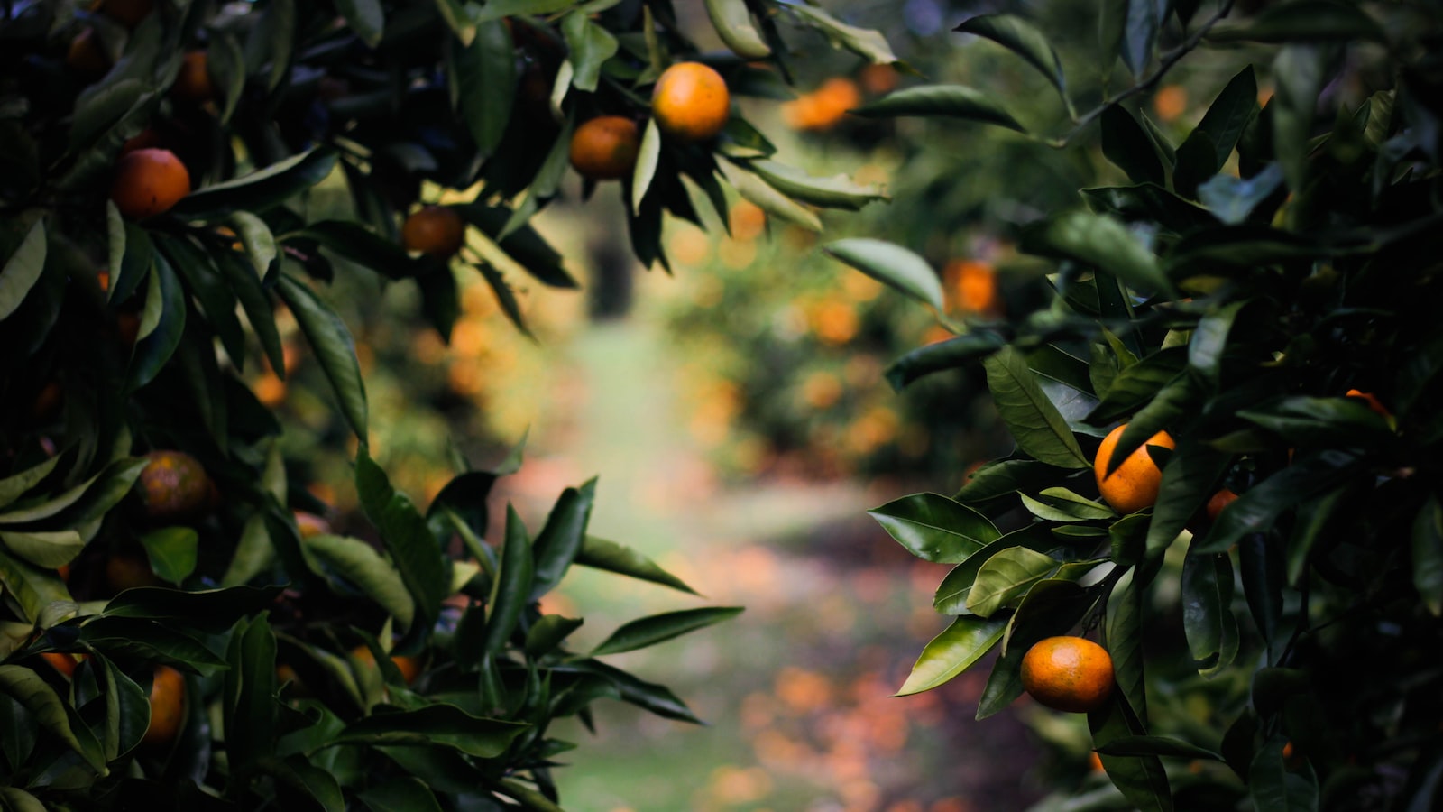 Lemon Trees in Maryland: The Feasibility and Challenges of Growing Citrus in a Colder Climate