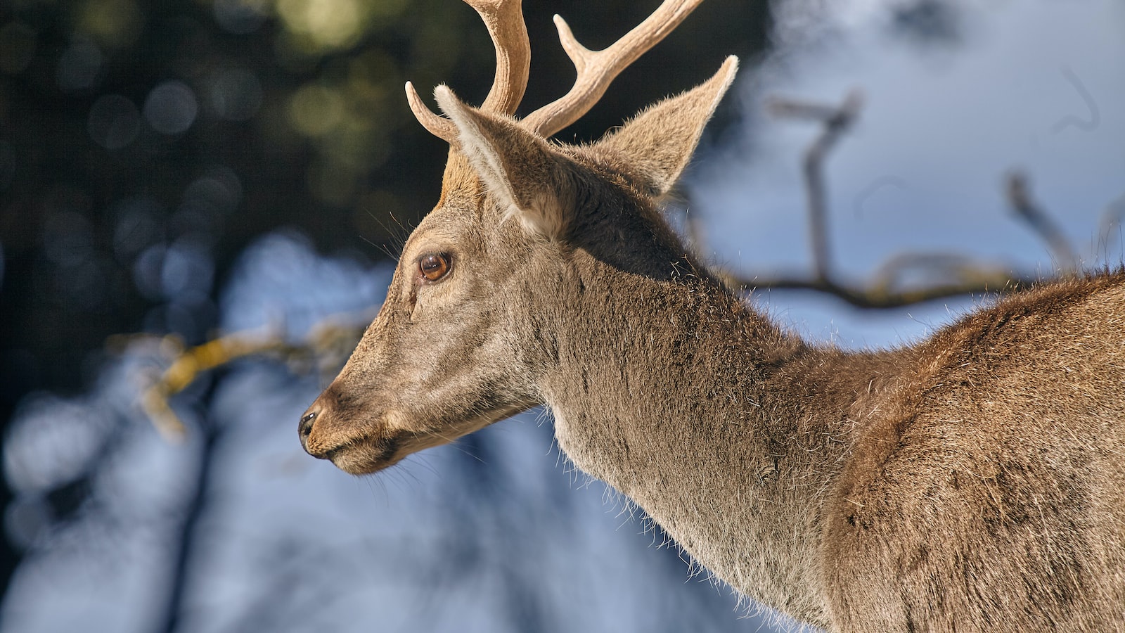 1. Examining the Deer-Resistance of Balloon Flowers: An Insightful Analysis