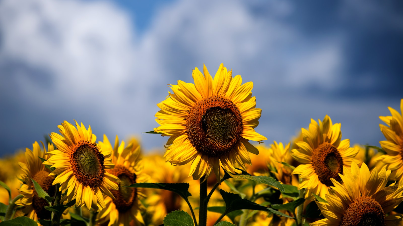 The Great Debate: Can Sunflowers Successfully Transplant?