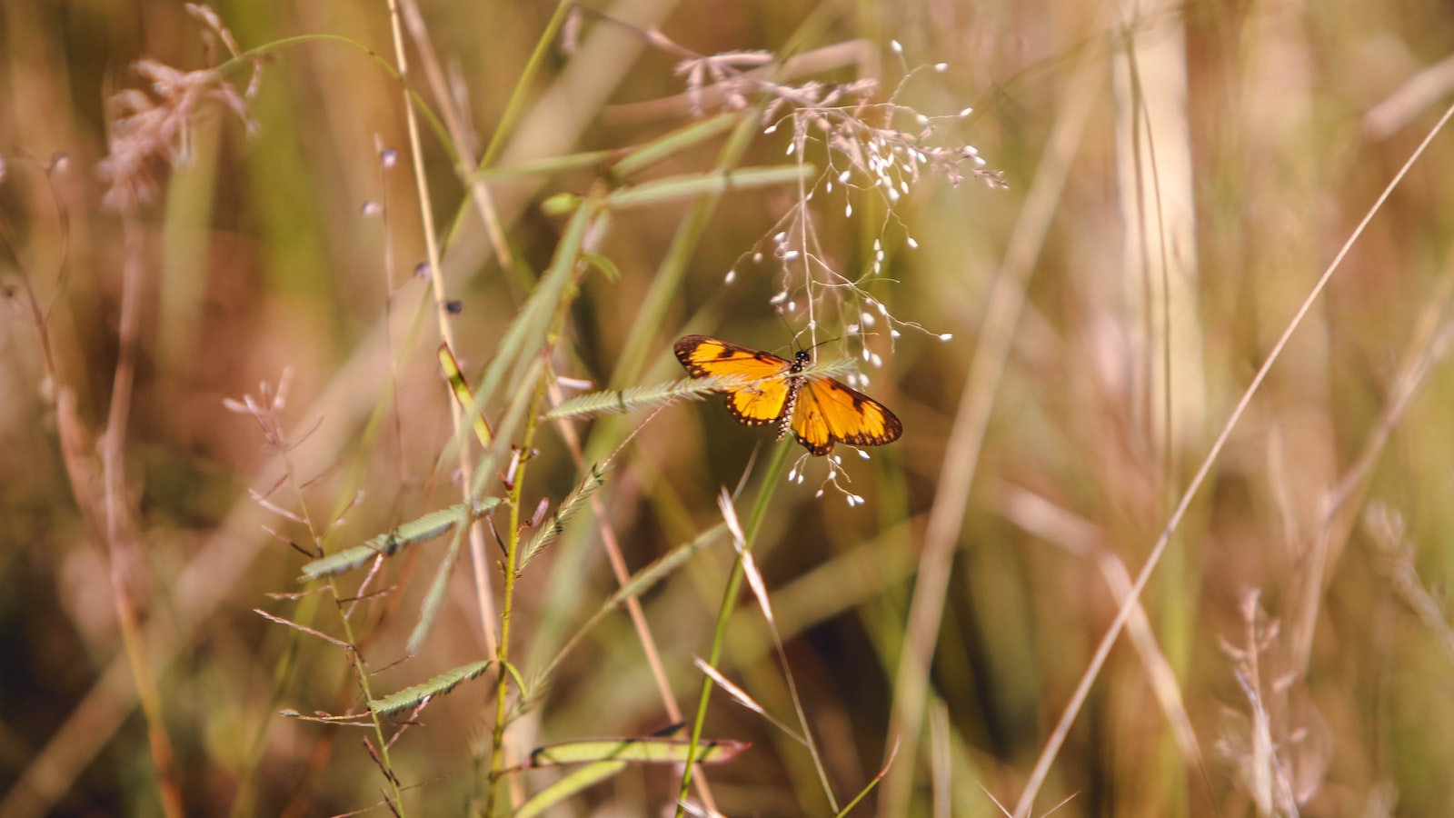 Step-by-Step Guide to Transplanting a Butterfly Bush