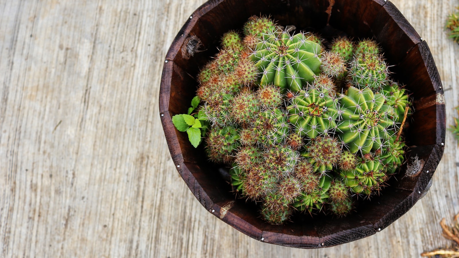 Deconstructing Cacti: Unveiling the Intriguing Anatomy of a Cactus