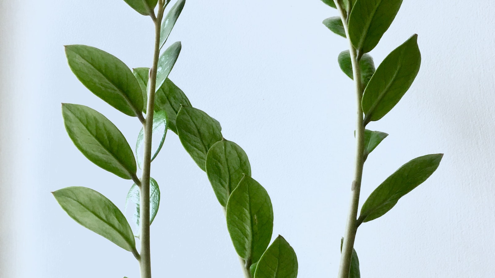 Pepper Plant Cloning: Unlocking the Secrets to Successful Reproduction