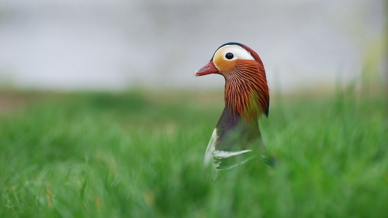 Benefits of Using Grass Clippings as‌ Mulch for New Seedlings