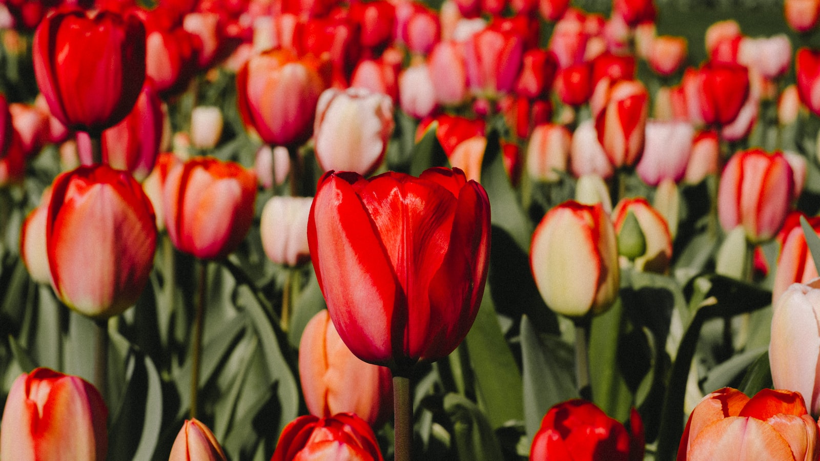 Long Stem Roses: Unraveling the Lengthy Secrets of These Majestic Blooms