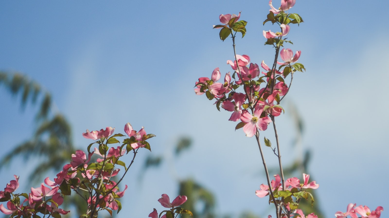 Symbolic Blossoms: Understanding the Meaning Behind Romantic Flowers