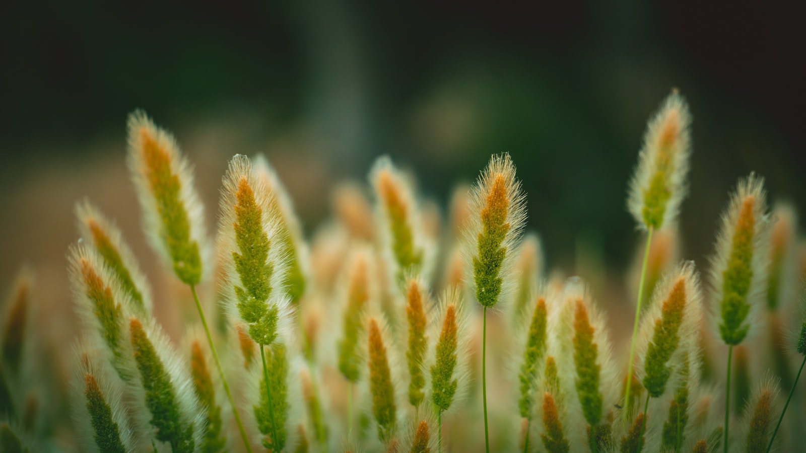 Preparing the Ground for Teasel Seeds: Tips for Optimal Growth