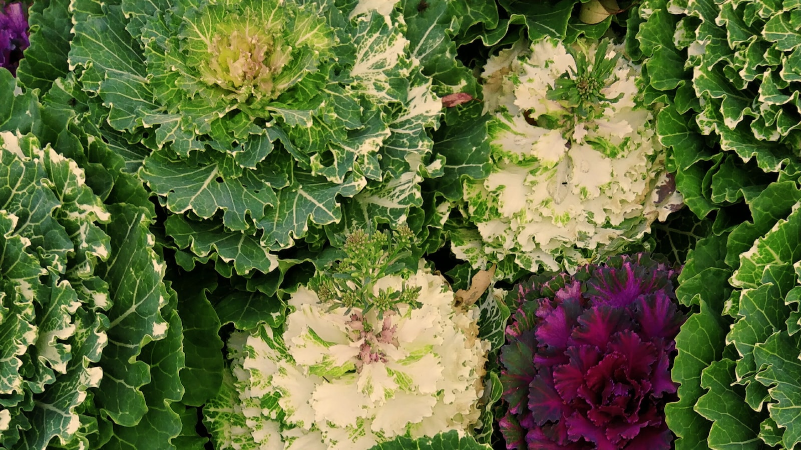 3. Compatible Plants for Cauliflower: Creating a Harmonious Garden Ecosystem