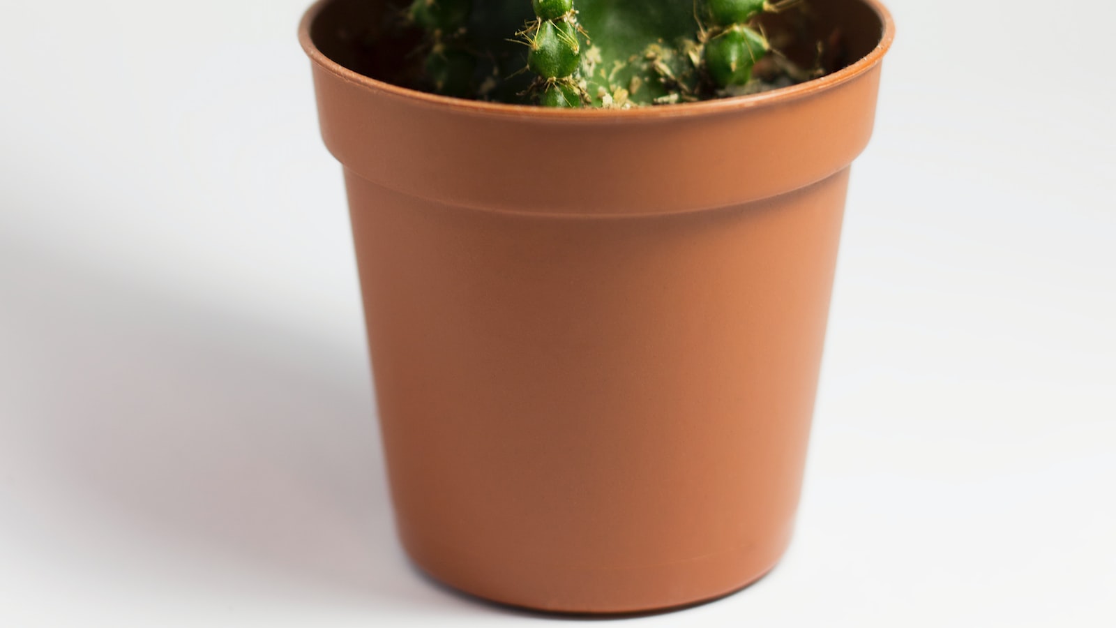 Succulent Options: Nutrient-Rich Root Vegetables for Compact Potting