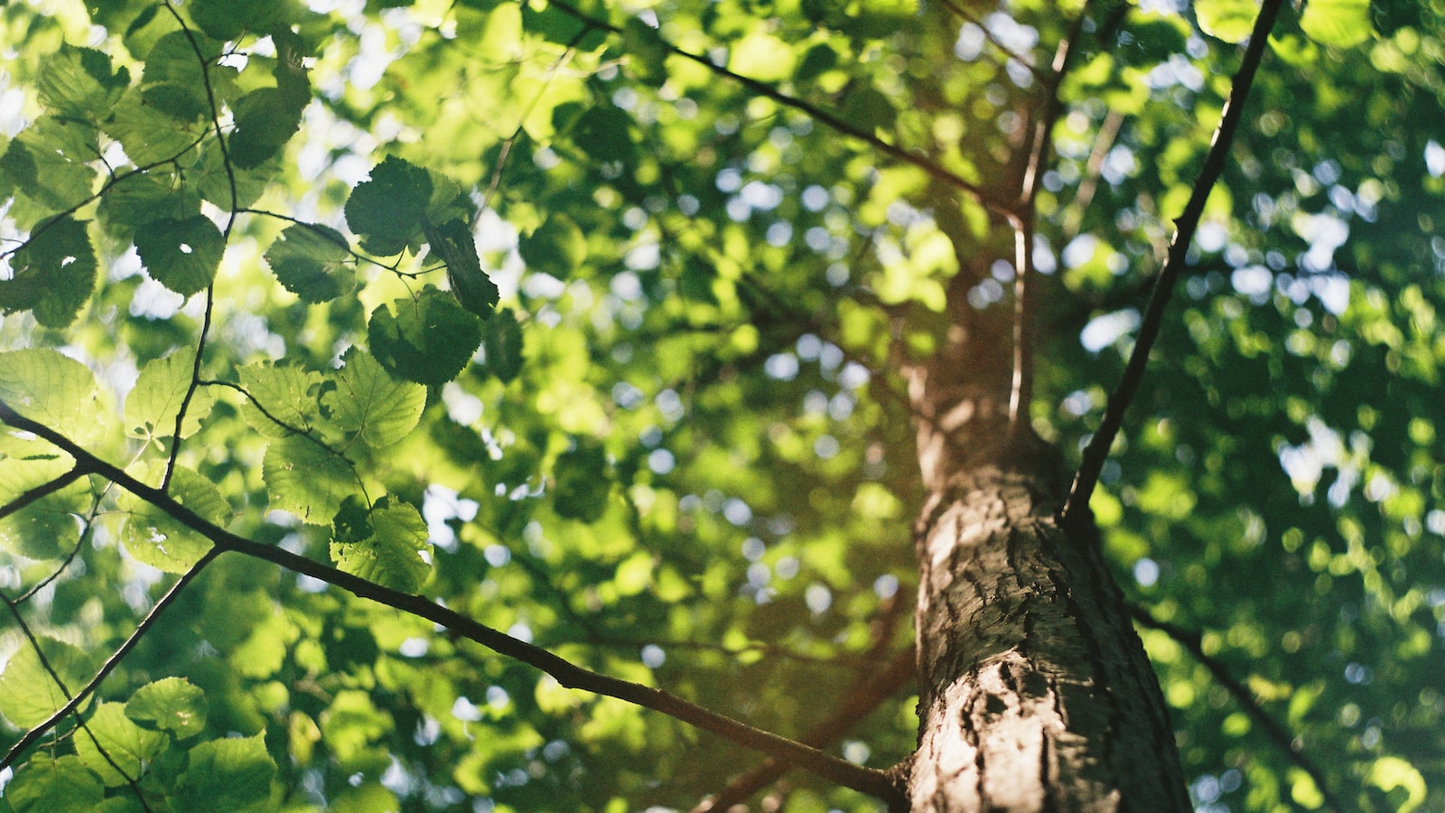 The Ultimate Guide to Planting Trees in the Summer: Timing, Tips, and Best Practices