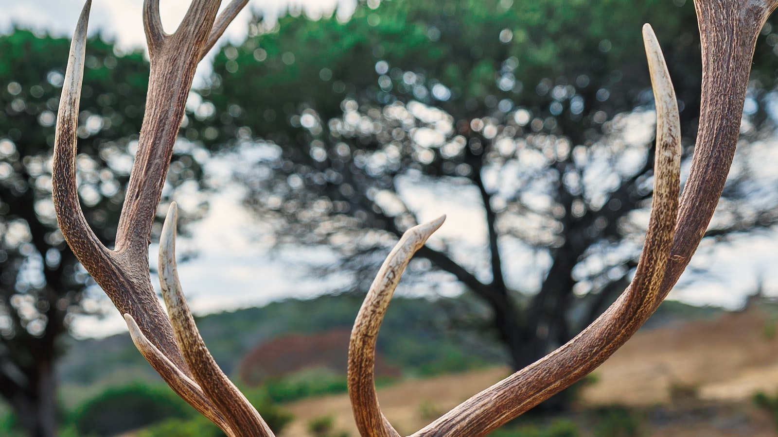 Understanding the Feeding Habits of Deer and Pepper Plants