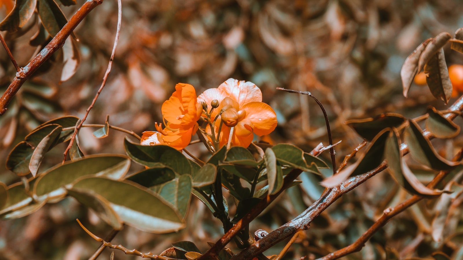 Seeking Professional Assistance for Cottonwood Tree Root Removal: When and Why