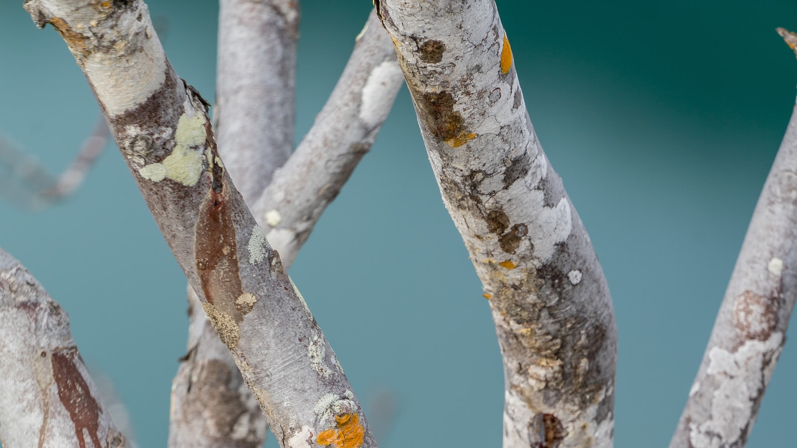 The Lemon Tree Conundrum: Exploring the Feasibility of Growing Citrus in Wisconsin's Challenging Climate