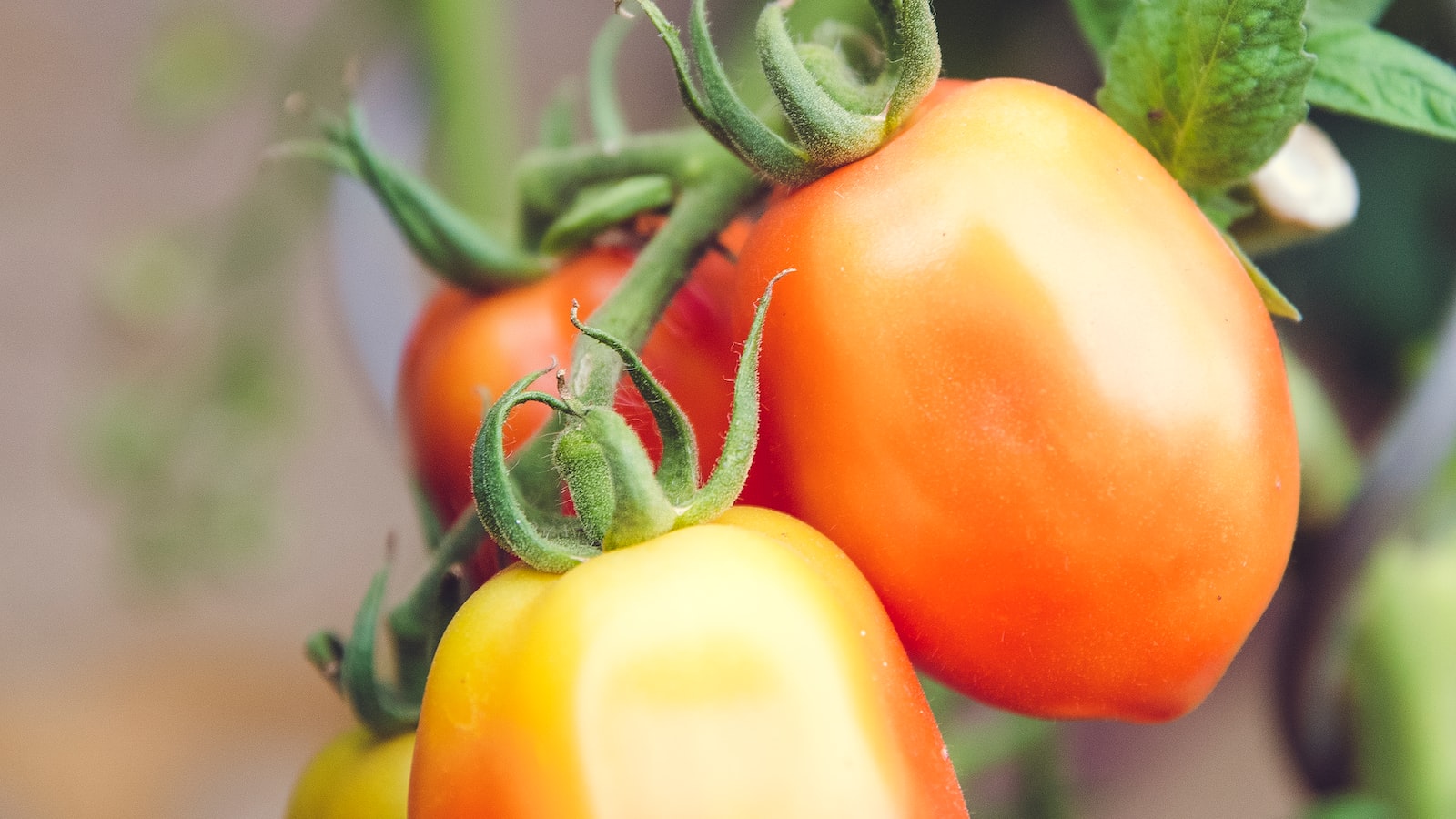 From Seed to Slice: How to Nurture Satsuma Seedlings into Fruitful Trees