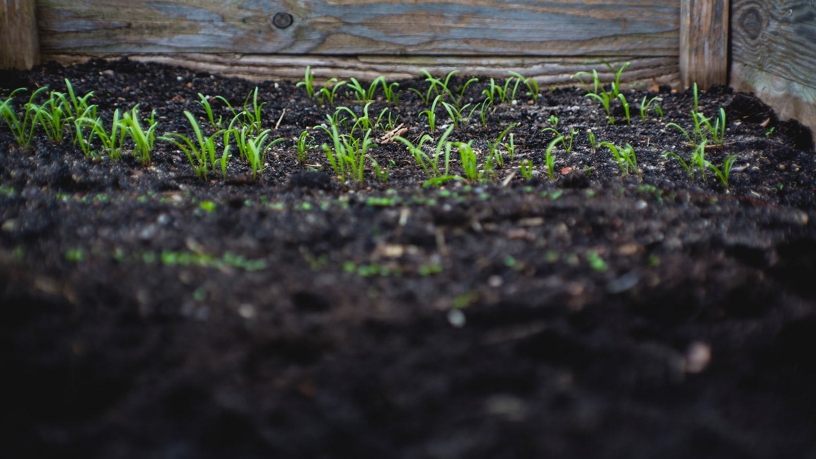 Identifying Soil Mites: A Closer Look at Common Culprits and Their Harmful Effects on Plants